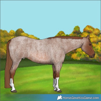 Horse Color:Red Roan Tobiano 