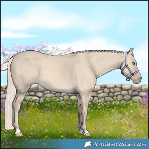 Horse Color:Cremello Dun 