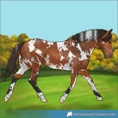 Horse Color:White Spotted Bay 