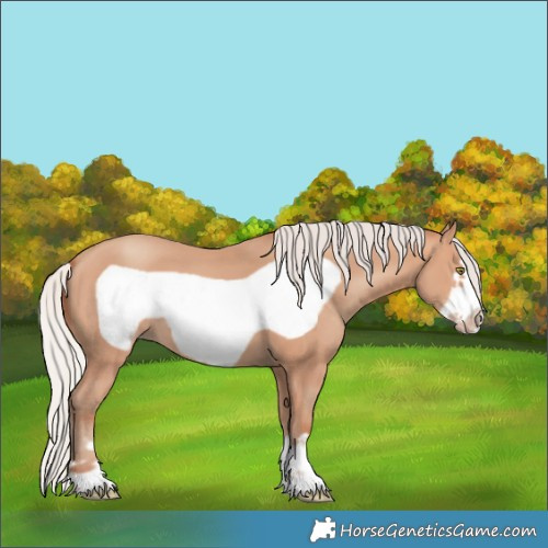 Horse Color:Silver Amber Champagne Frame 