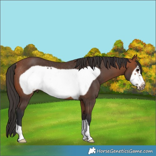 Horse Color:Bay Frame Rabicano 