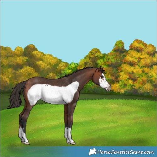 Horse Color:Bay Frame Rabicano 