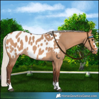 Horse Color:Silver Bay Dun Near Leopard 