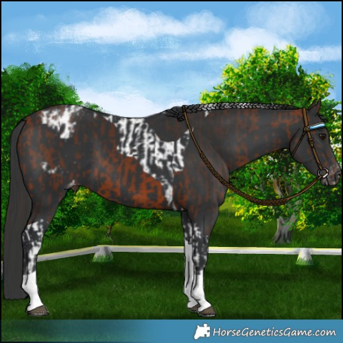 Horse Color:Bay Tobiano  and Black Tobiano Appaloosa 
