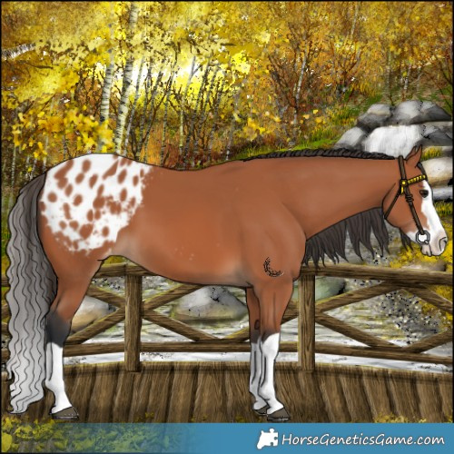 Horse Color:Bay Splash Blanket 