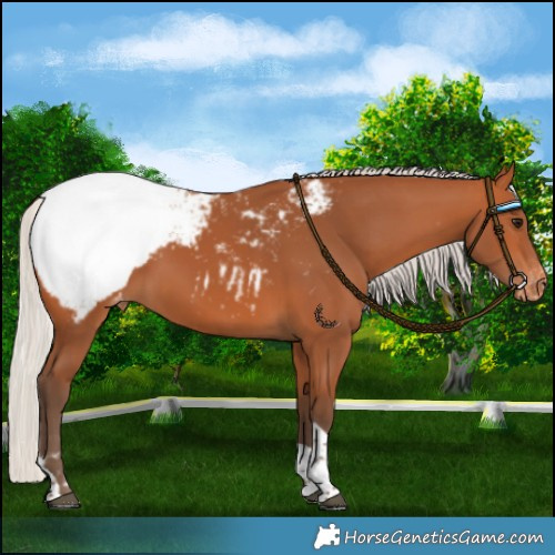 Horse Color:Silver Bay Tobiano Snowcap 