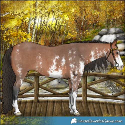Horse Color:Bay Sabino 