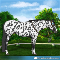 Horse Color:Black Near Leopard