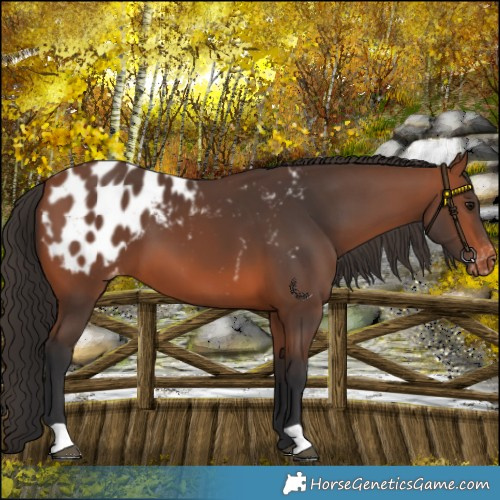Horse Color:Bay Blanket 