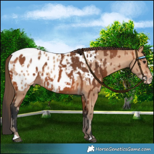 Horse Color:Bay Appaloosa  and Amber Champagne Appaloosa 