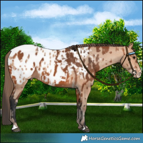 Horse Color:Bay Appaloosa and Amber Champagne Appaloosa