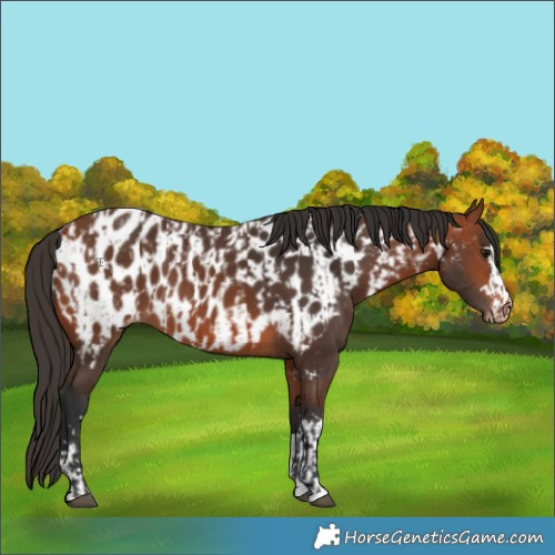 Horse Color:Bay Appaloosa and Bay Appaloosa