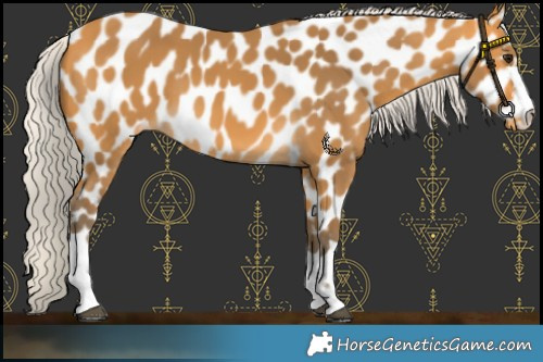 Horse Color:Silver Buckskin Near Leopard 