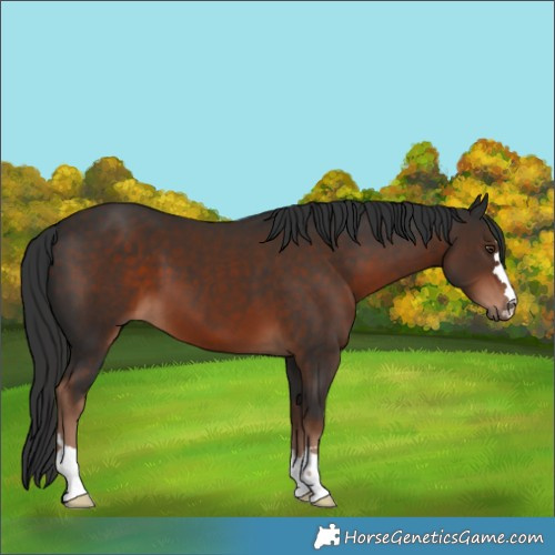 Horse Color:Liver Chestnut 