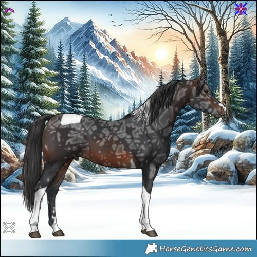Horse Color:Brown Ice Tobiano 