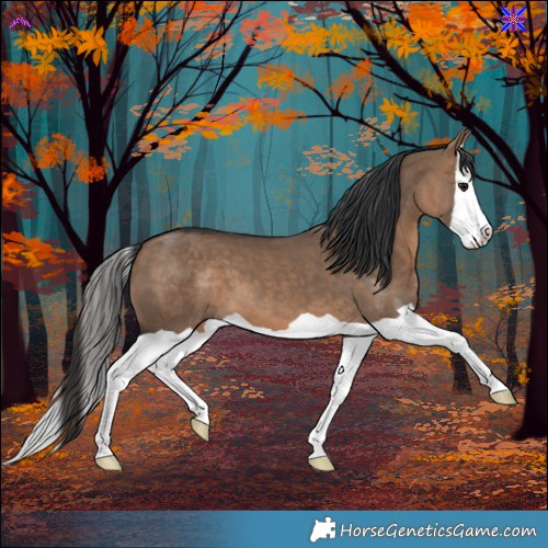 Horse Color:Brown Dun Splash