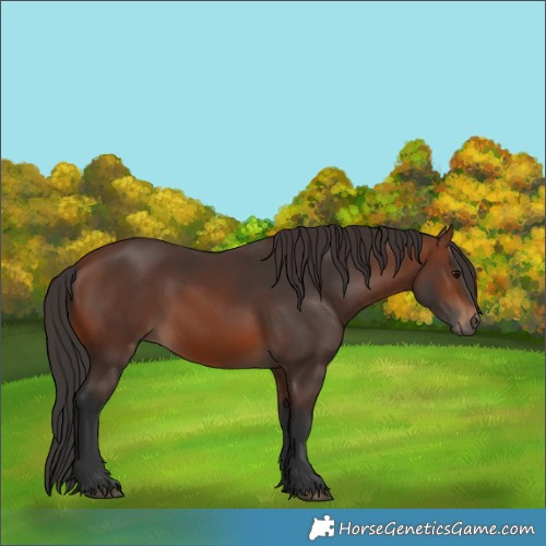 Horse Color:Brown 
