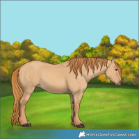 Horse Color:Red Dun 