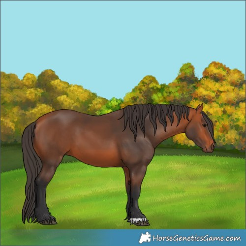 Horse Color:Bay 