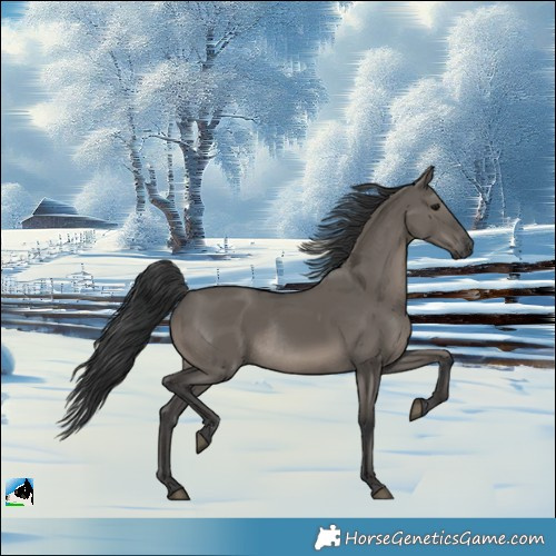 Horse Color:Grullo Rabicano 