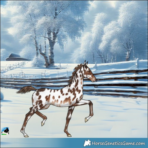 Horse Color:Liver Chestnut Appaloosa Rabicano 