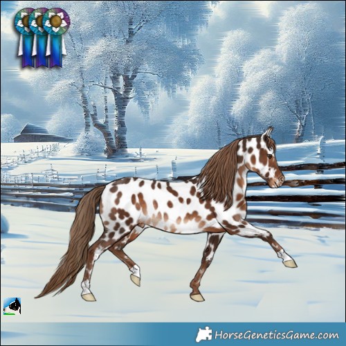 Horse Color:Liver Chestnut Appaloosa Rabicano 