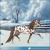 Horse Color:Liver Chestnut Appaloosa Rabicano 