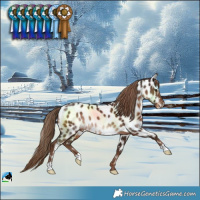 Horse Color:Liver Chestnut Near Leopard Rabicano