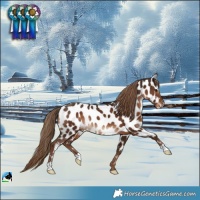 Horse Color:Liver Chestnut Appaloosa Rabicano 