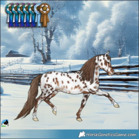 Horse Color:Liver Chestnut Near Leopard Rabicano