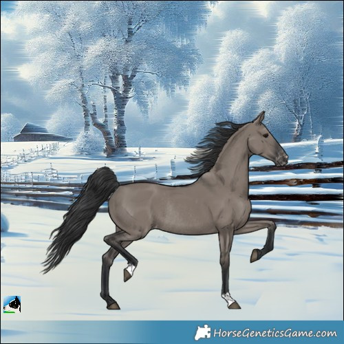 Horse Color:Grullo Appaloosa Rabicano 