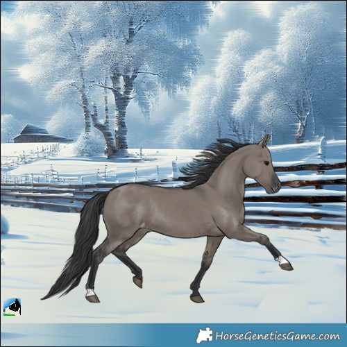 Horse Color:Grullo Varnish Rabicano