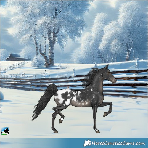 Horse Color:Black Appaloosa Rabicano 
