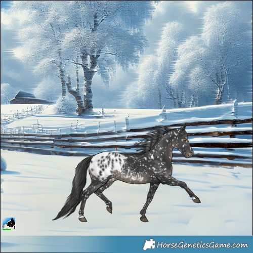 Horse Color:Black Blanket Rabicano