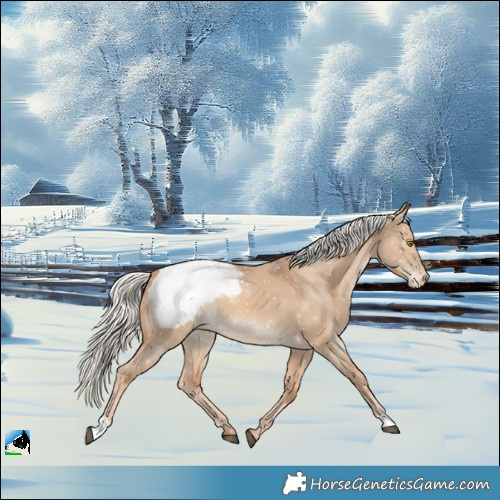 Horse Color:Red Dun Mushroom Snowcap