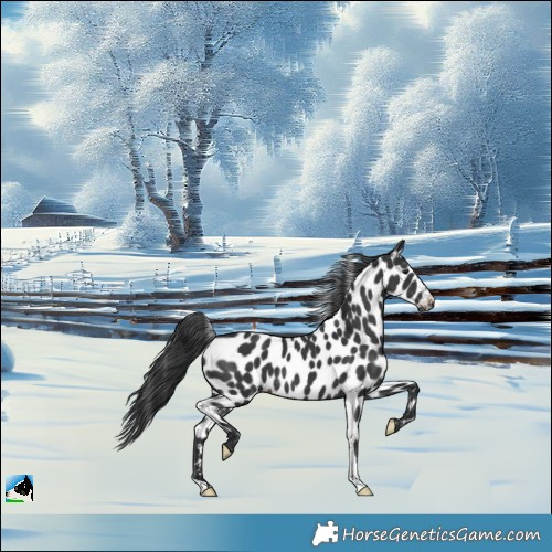 Horse Color:Black Appaloosa 