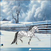 Horse Color:Black Near Leopard