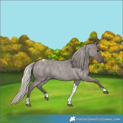 Horse Color:Silver Blue Roan Tobiano