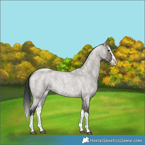 Horse Color:Grullo Roan Splash 