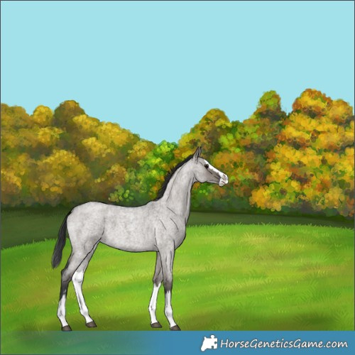 Horse Color:Grullo Roan Splash 