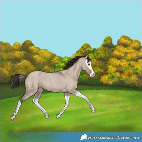 Horse Color:Liver Red Dun Roan Splash