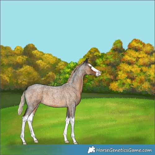 Horse Color:Chocolate Palomino Roan Splash 