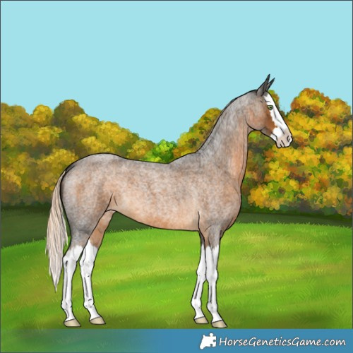 Horse Color:Chocolate Palomino Roan Splash 