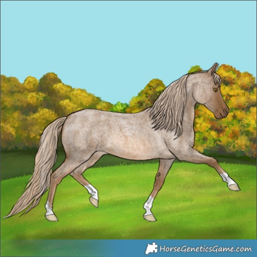 Horse Color:Chocolate Palomino Roan 
