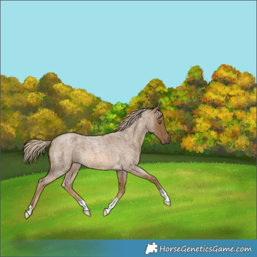 Horse Color:Chocolate Palomino Roan 