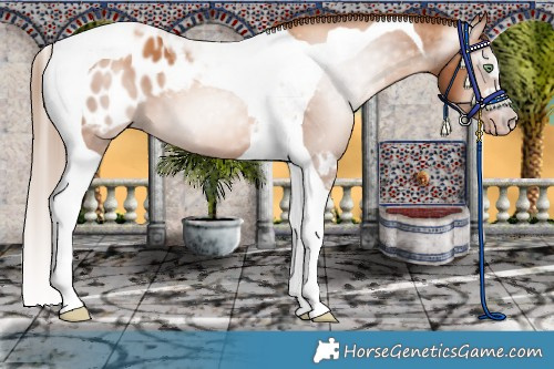 Horse Color:Gray Gold Champagne Tobiano Blanket