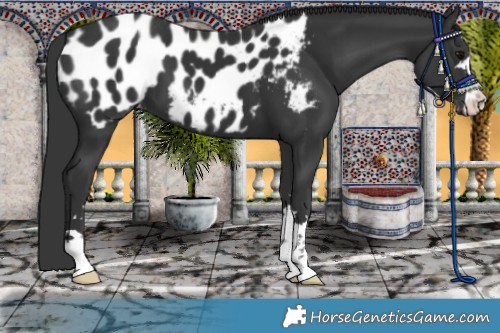 Horse Color:Black Appaloosa 