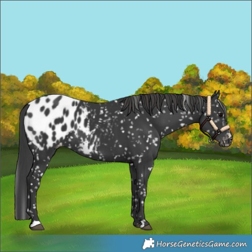 Horse Color:Black Blanket