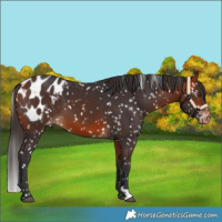 Horse Color:Bay Blanket 