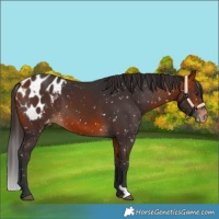 Horse Color:Bay Appaloosa 
